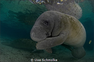 Gossips... by Uwe Schmolke 